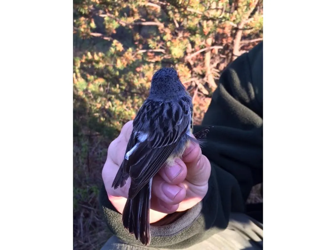 Scientists Track, For the First Time, One of the Rarest Songbirds on Its Yearlong Migration