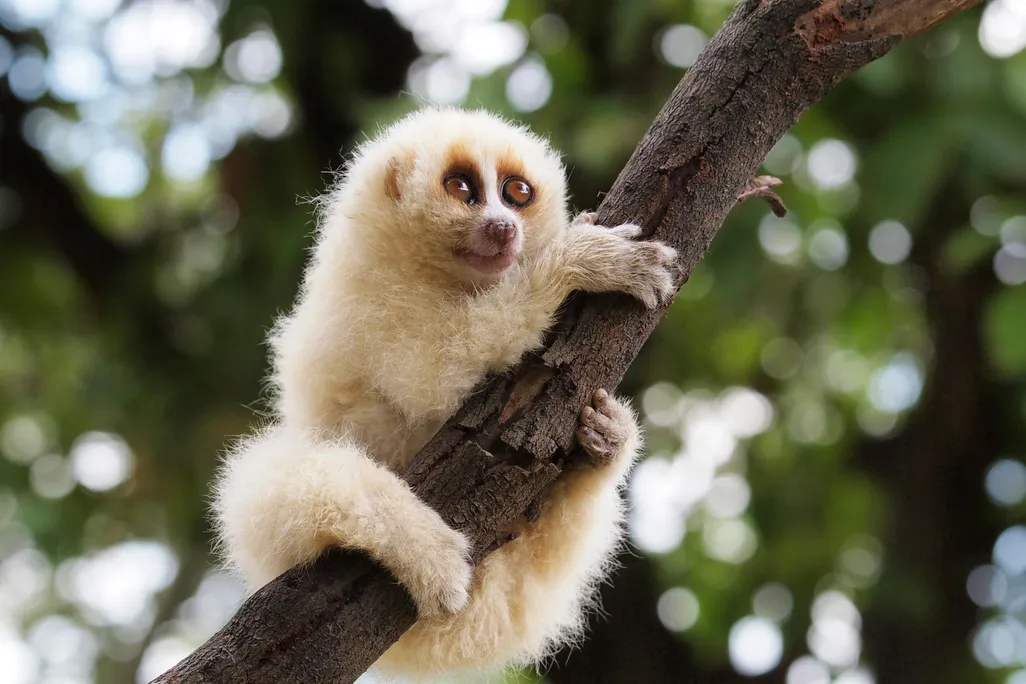 A zoomed in photo of a Javan slow loris clinging to a tree branch with green leaves in the background. It's a small primate with light, golden fur. It has large brown eyes and a short snout. It clings onto the branch with all four limbs wrapped around it.
