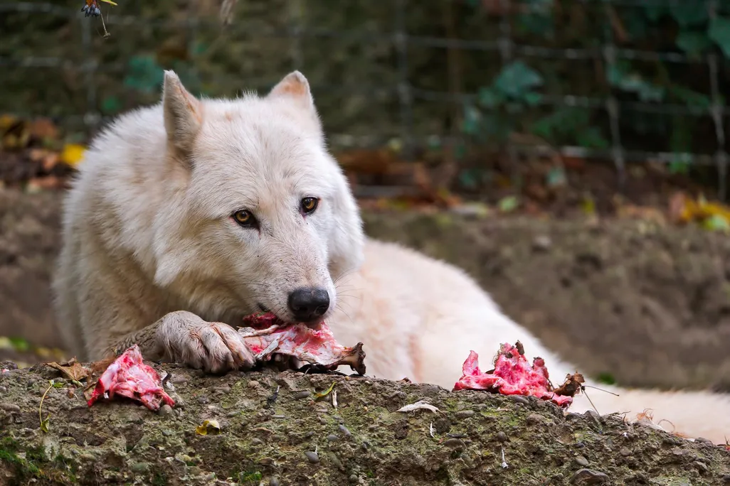 A white wolf sits on a mound of dirt while eating a piece of meat. It holds the bone down with one paw while looking straight at the camera. 