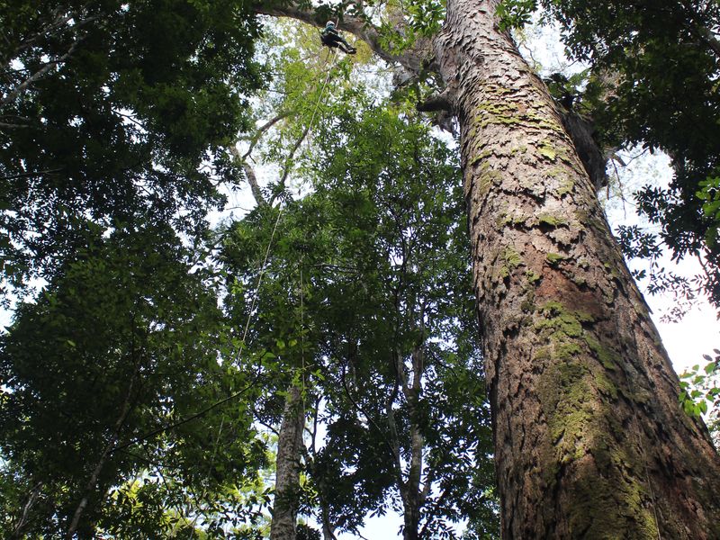 How small we are close to the giant amazon tree | Smithsonian Photo ...