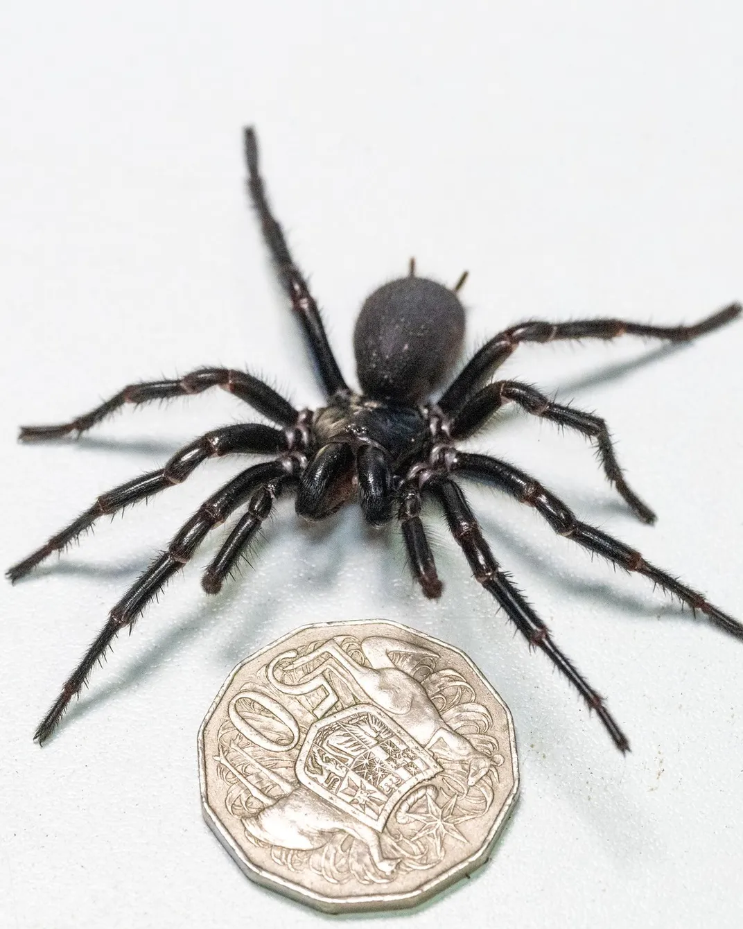 Colossal Funnel-Web Spider Unearthed on the Central Coast 1