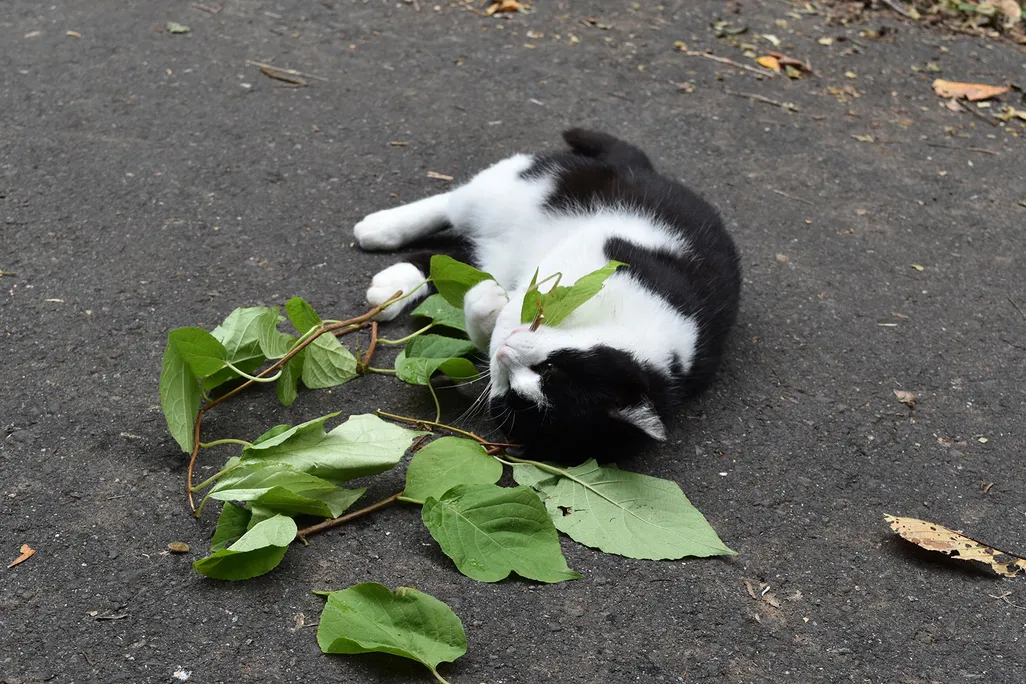 Cat With Silver Vine