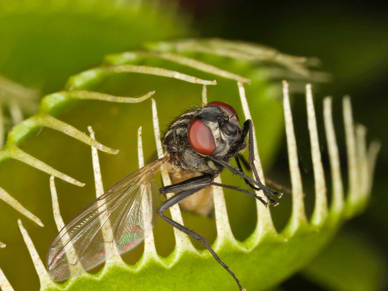 Tech Talk: Trapped! Choosing the Correct Interior Insect