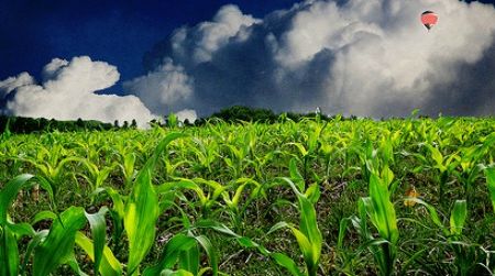 Most corn grown in the U.S. is genetically modified.