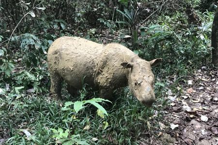 Iman died of cancer on November 23 at a sanctuary in Borneo. 