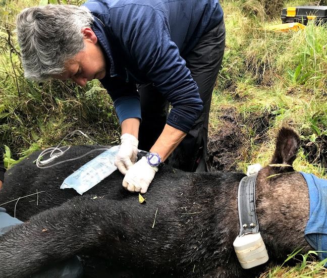 When animals are anesthetized, veterinarians cover their eyes to minimize visual stimulation. In this picture, veterinary technician Lisa Ware is administering fluids to help ensure a smooth recovery from anesthesia.