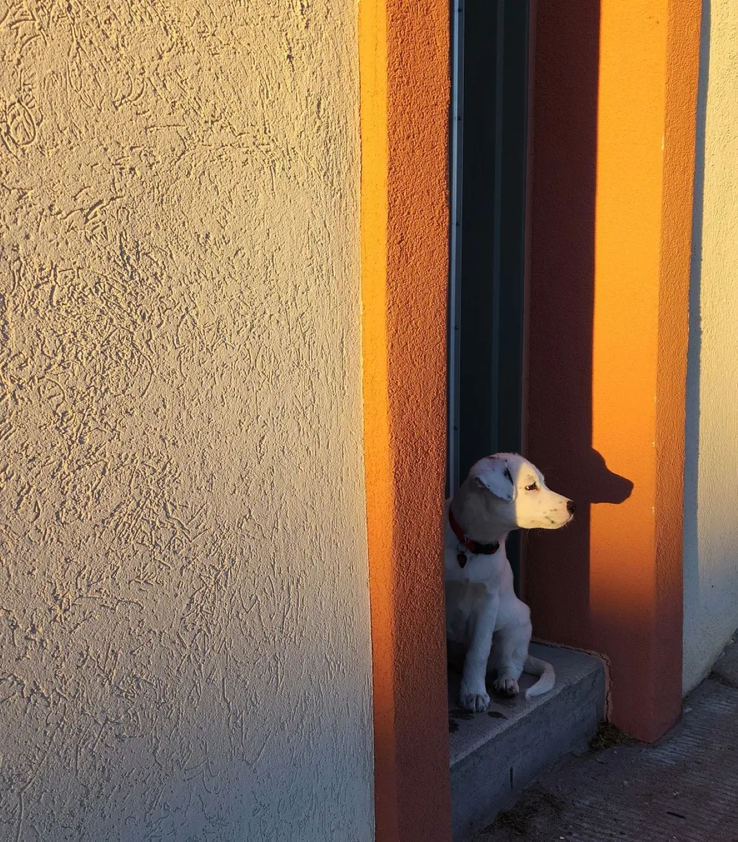 2 - This puppy found its forever home when adopted from a canine rescue in Aurora, Colorado