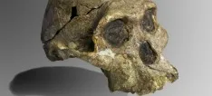 The Australopithecus africanus fossil, Mrs. Ples, was indeed female.
