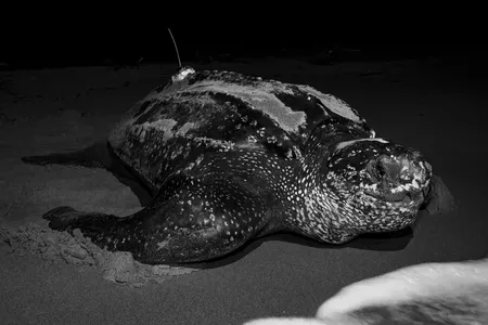 A leatherback turtle returns to the sea after nesting. Females spend three to five months at a time nesting, laying eggs for periods of about nine days.