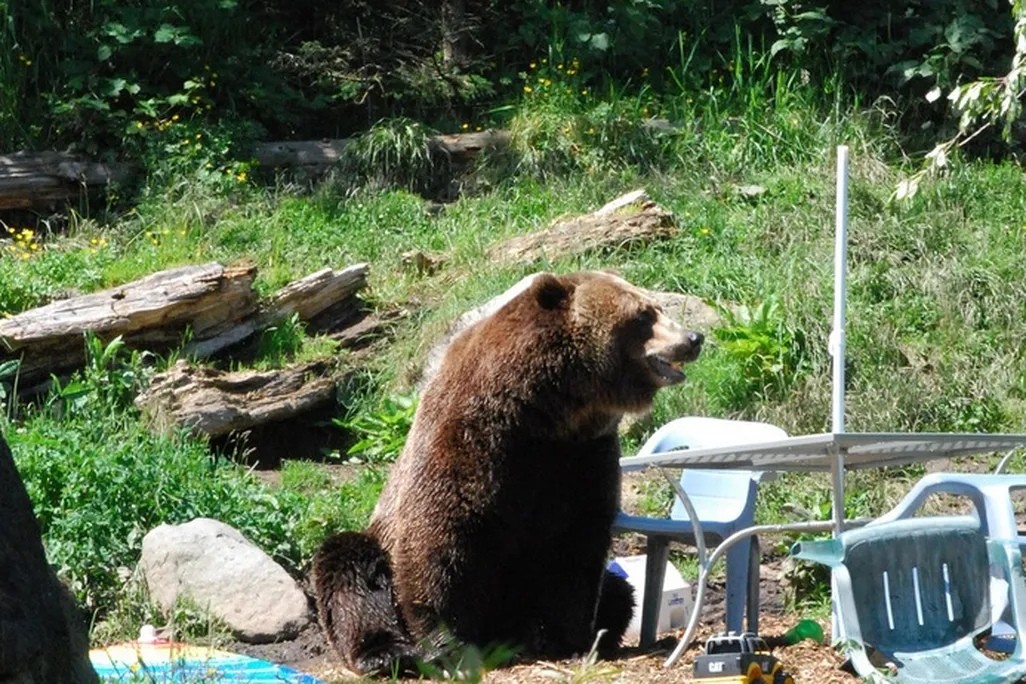 bear