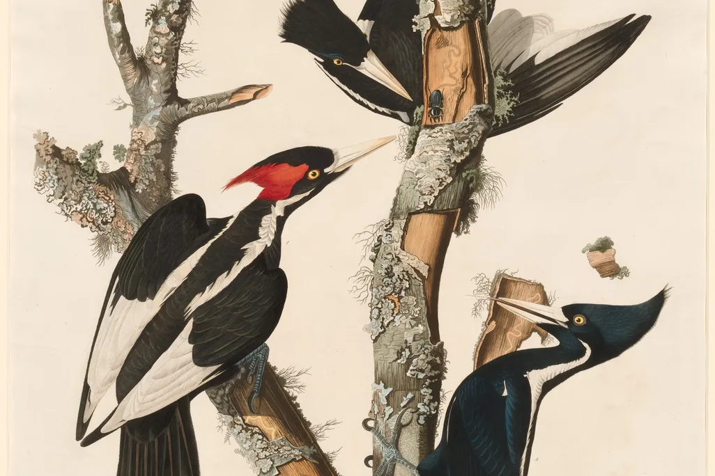 An illustration of three ivory-billed woodpeckers with black wings and red crests on a tree limb
