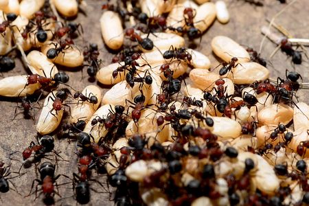 Signals from other workers can tell ants when and where to fan out and search for food.