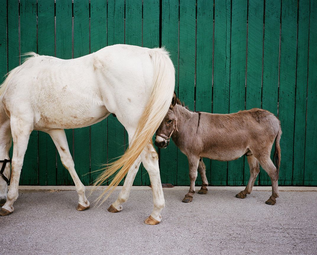 Alphabet Soup and his miniature donkey friend Gorgeous George.