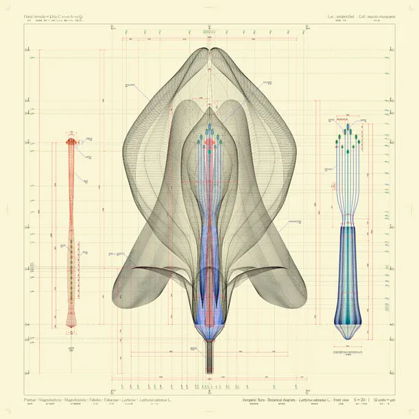 A front view of Lathyrus odoratus L. 2009-2012. By Macoto Murayama