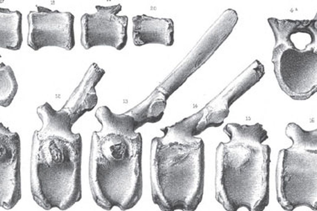Part of Plate XII from Leidy's Cretaceous Reptiles of the United States, showing some vertebrae from Hadrosaurus.