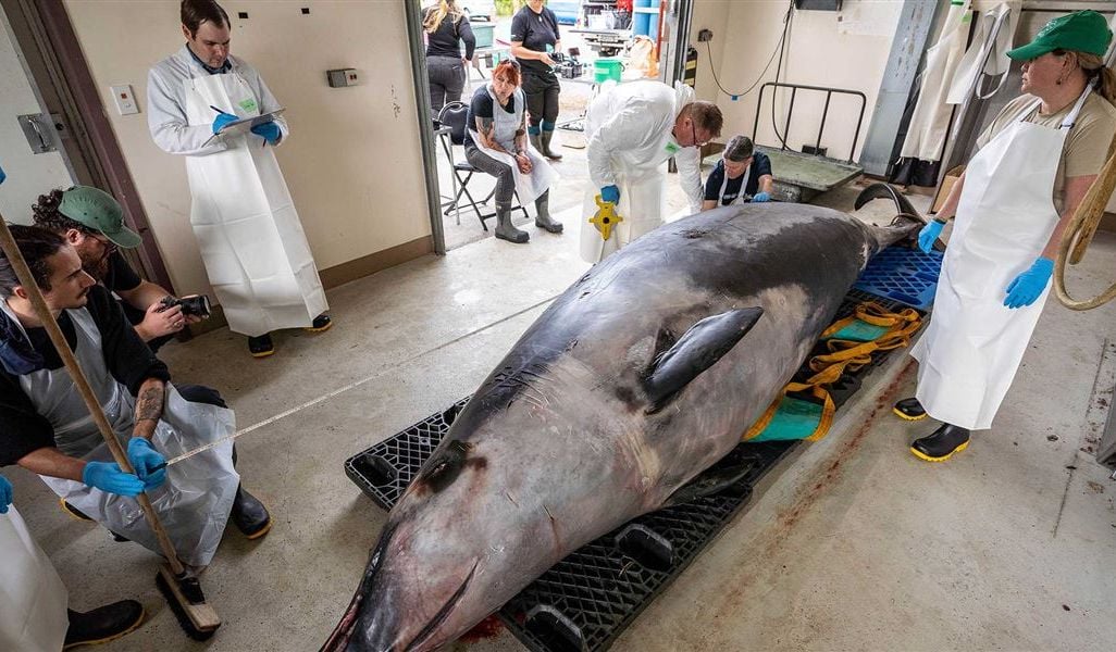 researchers stand around a spade-toothed whale for dissection
