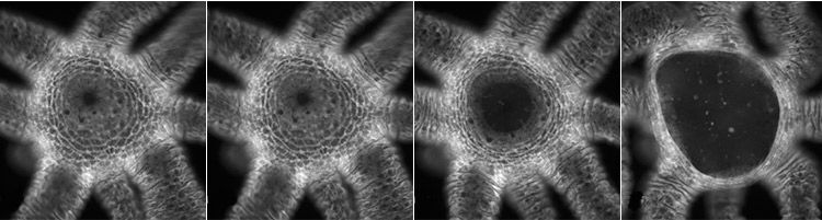 Hydra Opening Its Mouth, Sequence