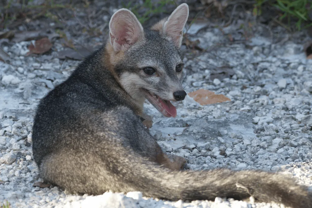 A small gray animal with large erect ears on the ground