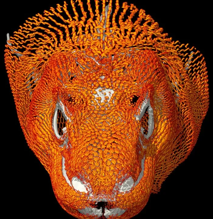 Komodo Dragons Have Skin That Looks Like Chain Mail Smart News Smithsonian Magazine