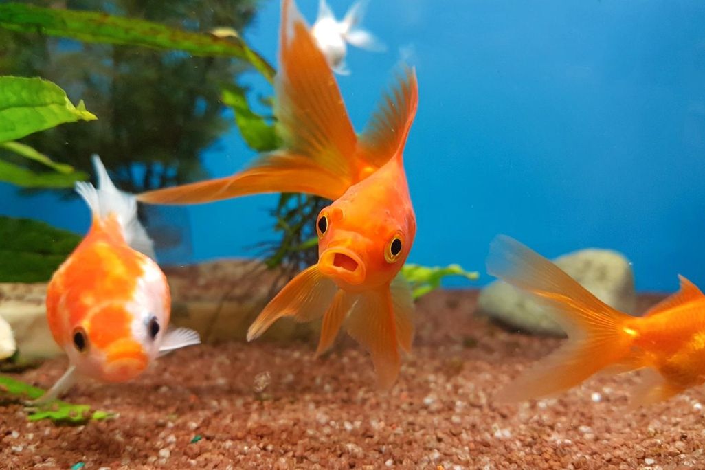 goldfish in tank