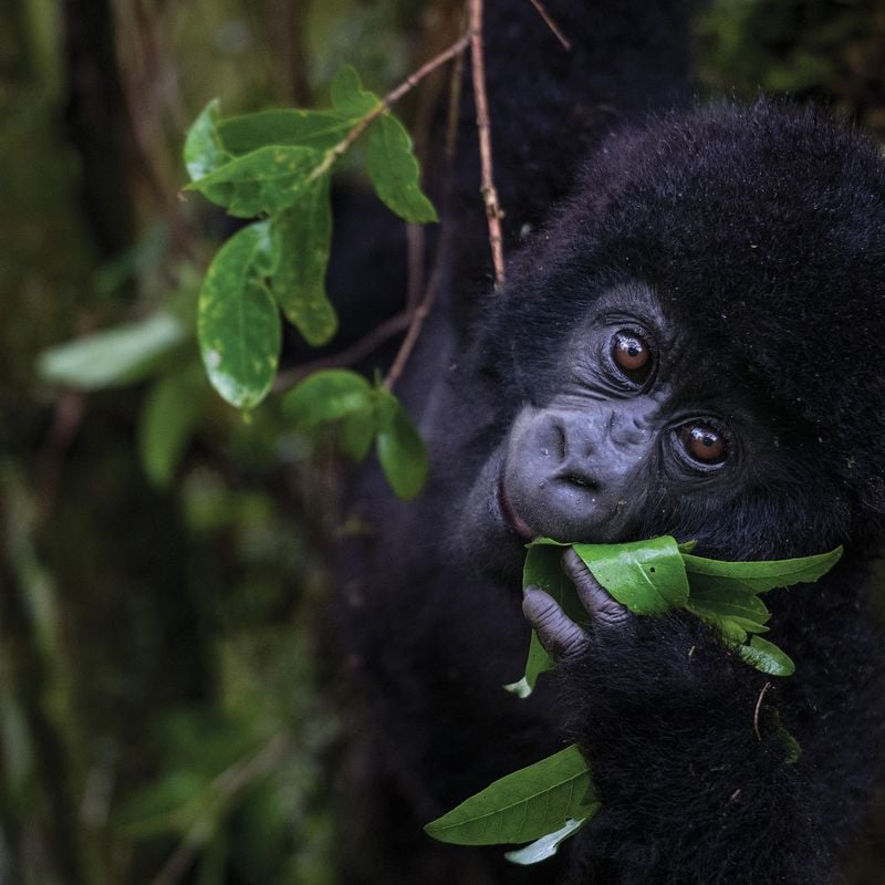 How Africa's Mountain Gorillas Staged a Comeback, Science