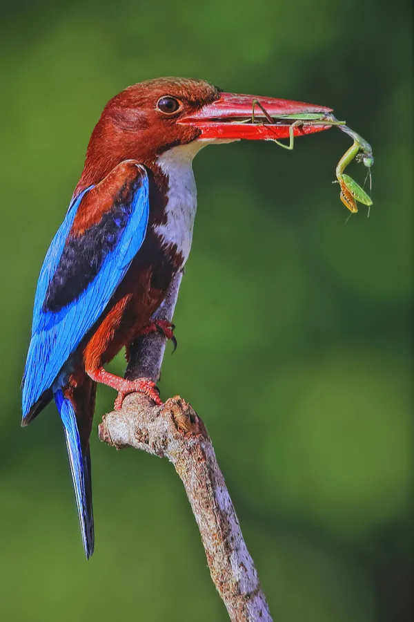 Kingfisher with a preying mantis thumbnail