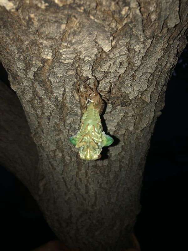 Cicada molting at dusk. thumbnail