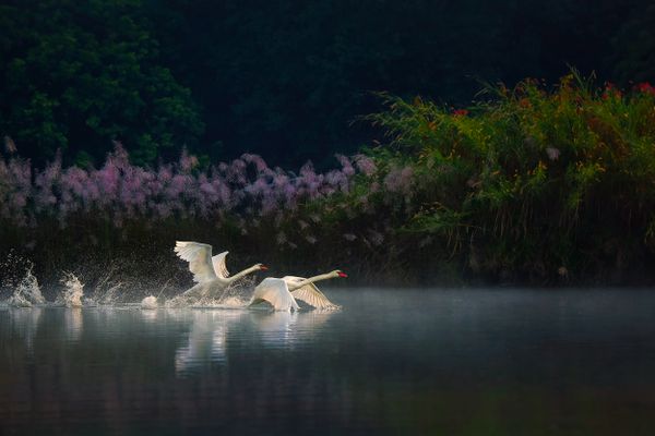 On a misty winter morning, a couple swans fly and play together.