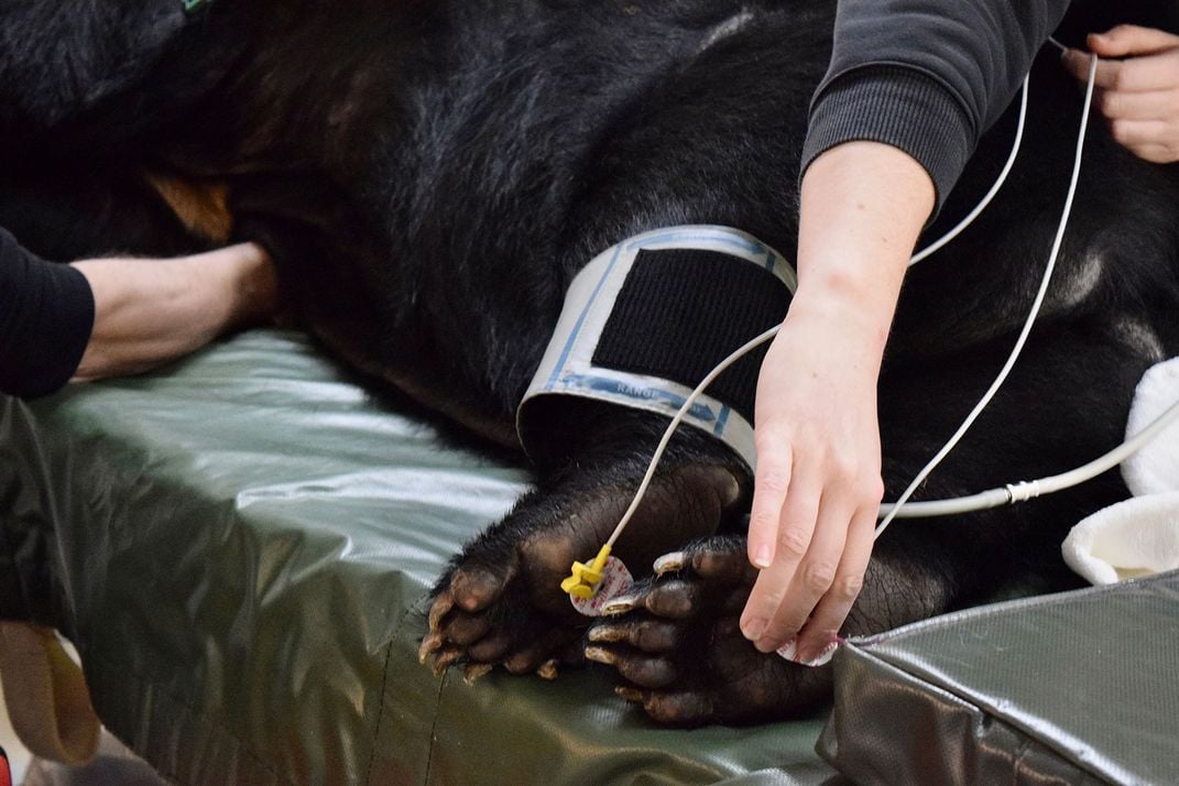 Nurses Caring for Bear