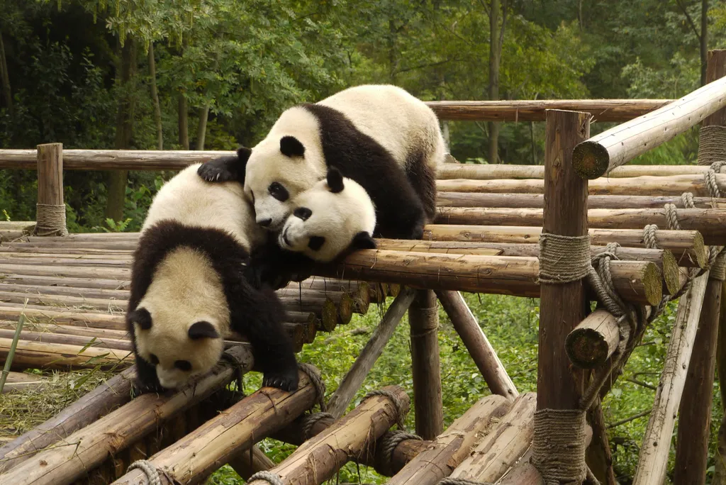 panda pile