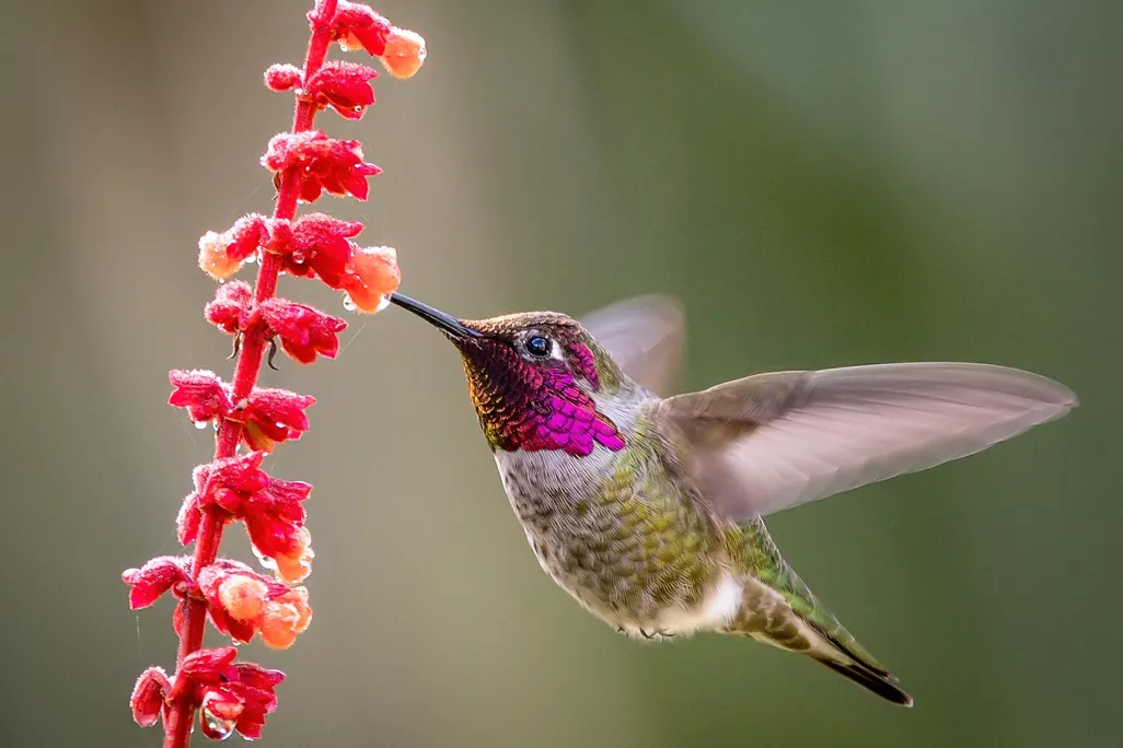 A pink and green hummingbird is drinking nectar from a red flower