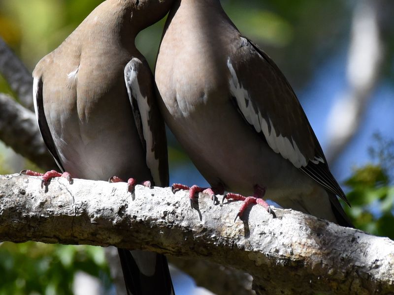 Couple whitewinged doves Smithsonian Photo Contest Smithsonian