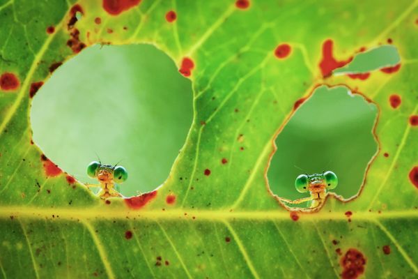 Two Damselflies Peek Through a Leaf thumbnail