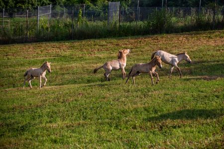 Four Przewalski's horse foals—one filly and three colts—have been born at the Smithsonian Conservation Biology Institute since mid-March.