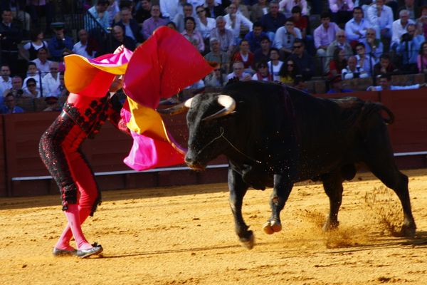 The bullfight -- an event of tradition and formality and at the same time so very violent and brutal. Yet we watch. thumbnail