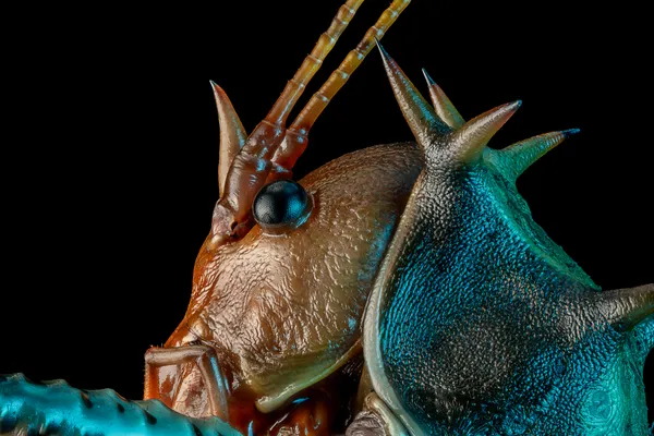 Armored Elegance — Thorny Cricket (Cosmoderus sp.) thumbnail