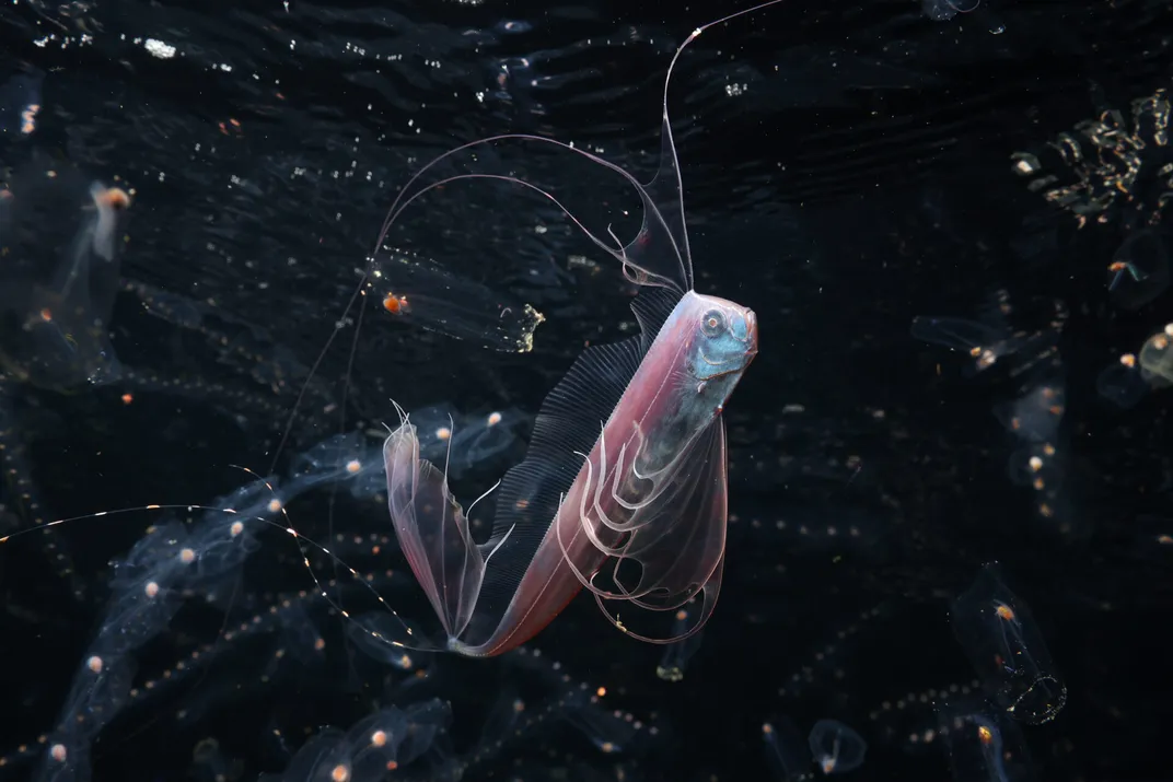 a ribbonfish
