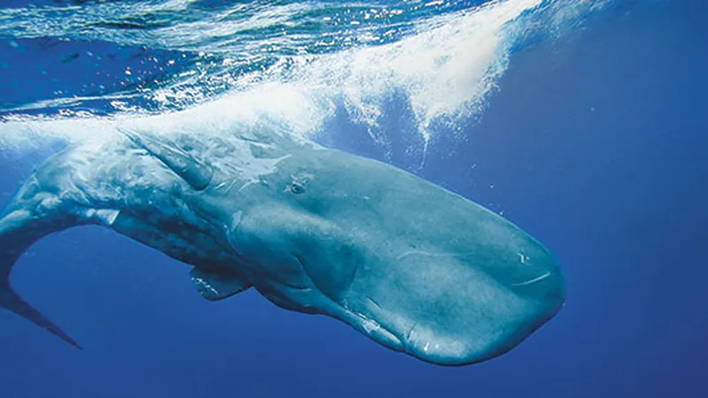 The Sperm Whale's Deadly Call, Science