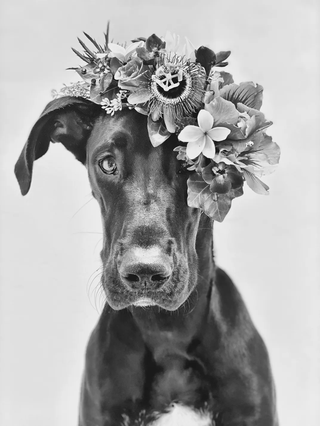 9 - Tilly, a Great Dane, serves as a model for her human’s flower shop business.