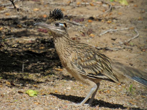 Roadrunner. This was taken with a Canon powershot sx530hs thumbnail