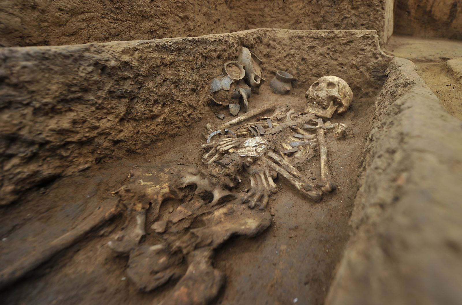 tildeling eksplicit video Graveyard of “Giants” Found in China | Smart News| Smithsonian Magazine
