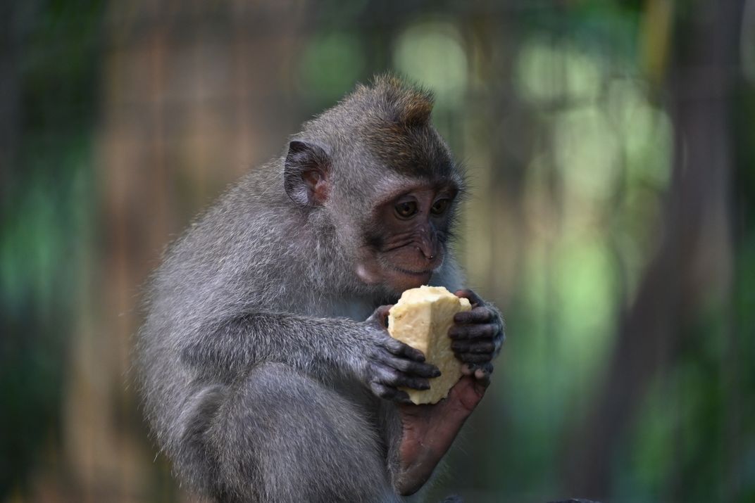 Snack Time at Sacred Monkey Forest | Smithsonian Photo Contest ...