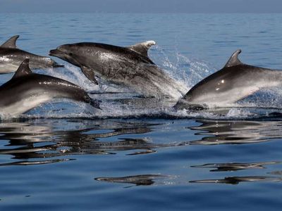 Morigenos dolphins. 
