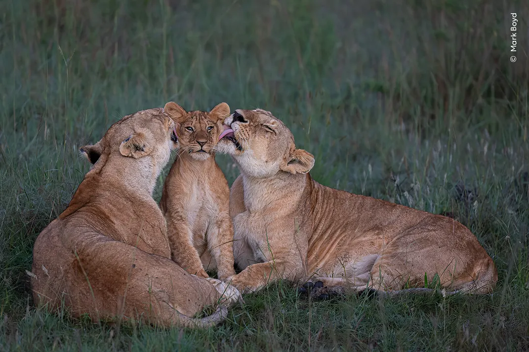 Two lionesses groom a cub, one licking each side of its face