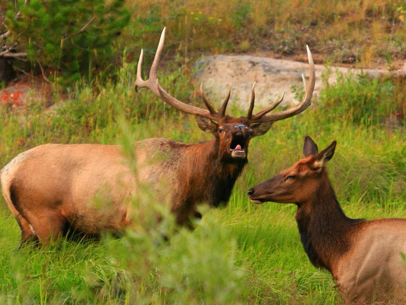 Early in the mating season,a cow elk ignored the passionate love call