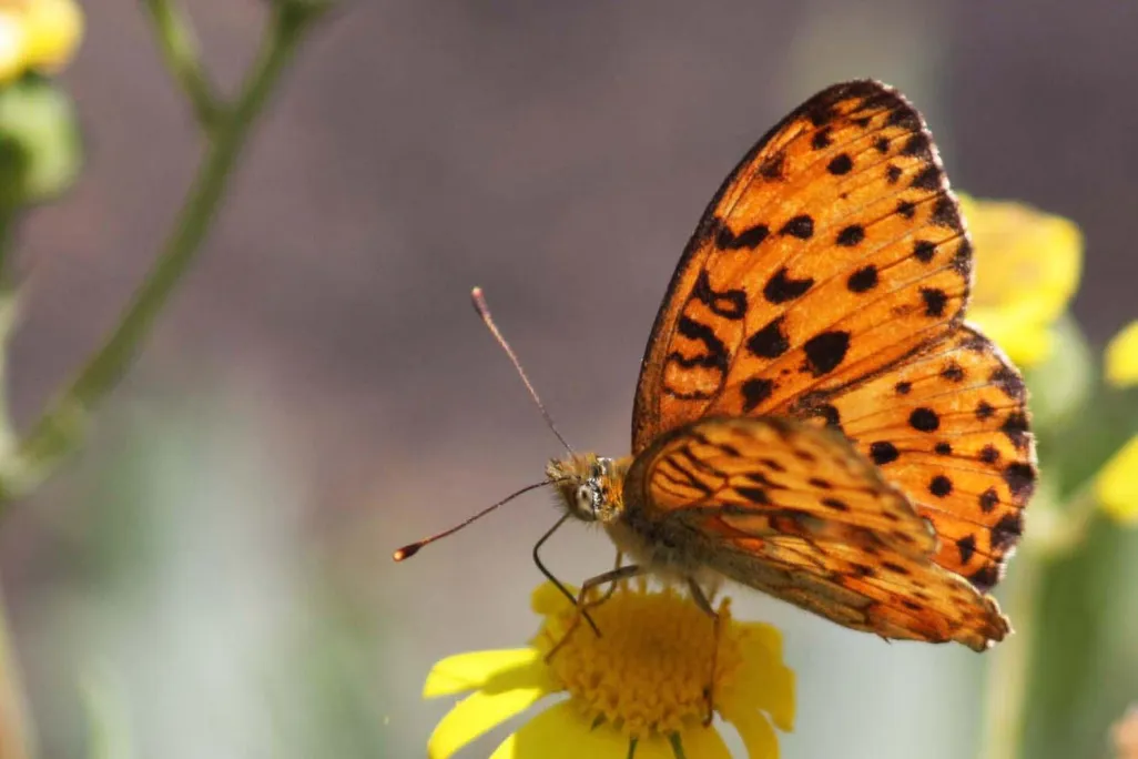 Marbled_fritillary_(Brenthis_daphne).jpg
