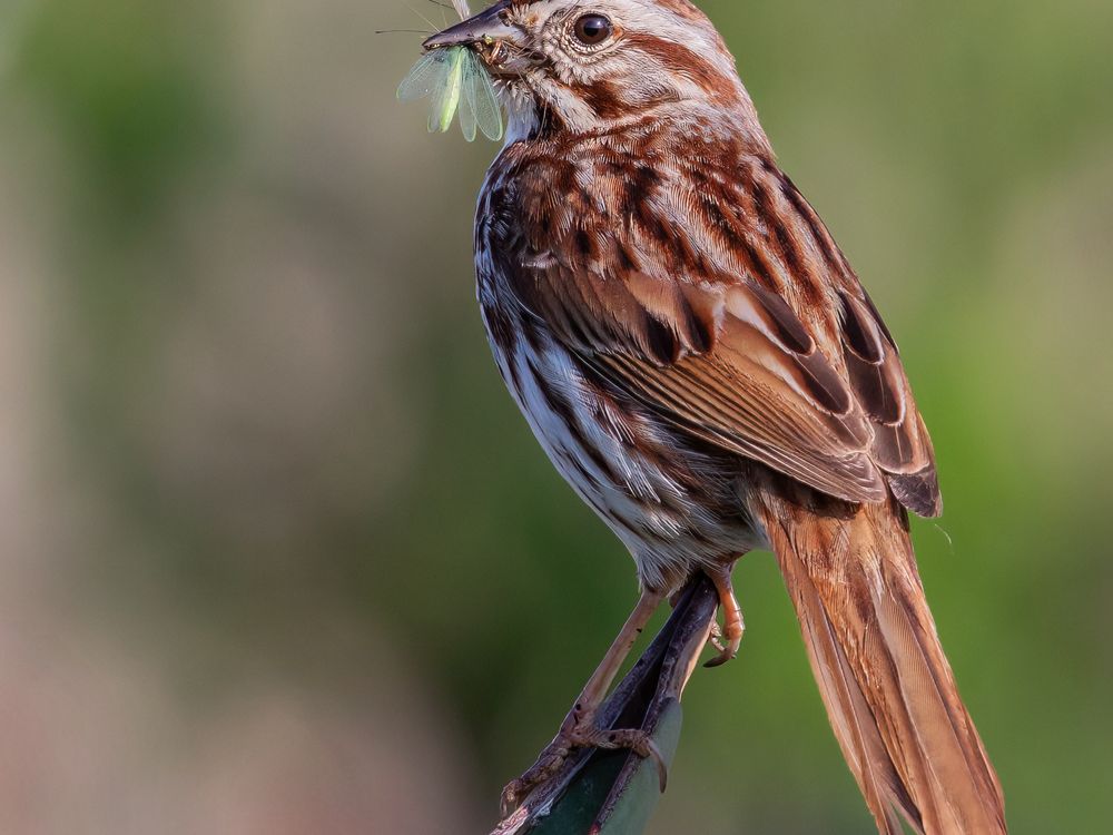 Bird Catches Flying Insect | Smithsonian Photo Contest | Smithsonian ...