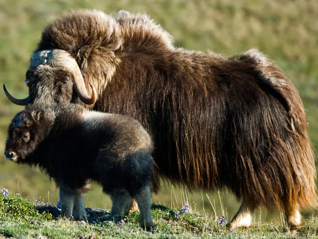 A baby musk ox stands with an adult in the Arctic.