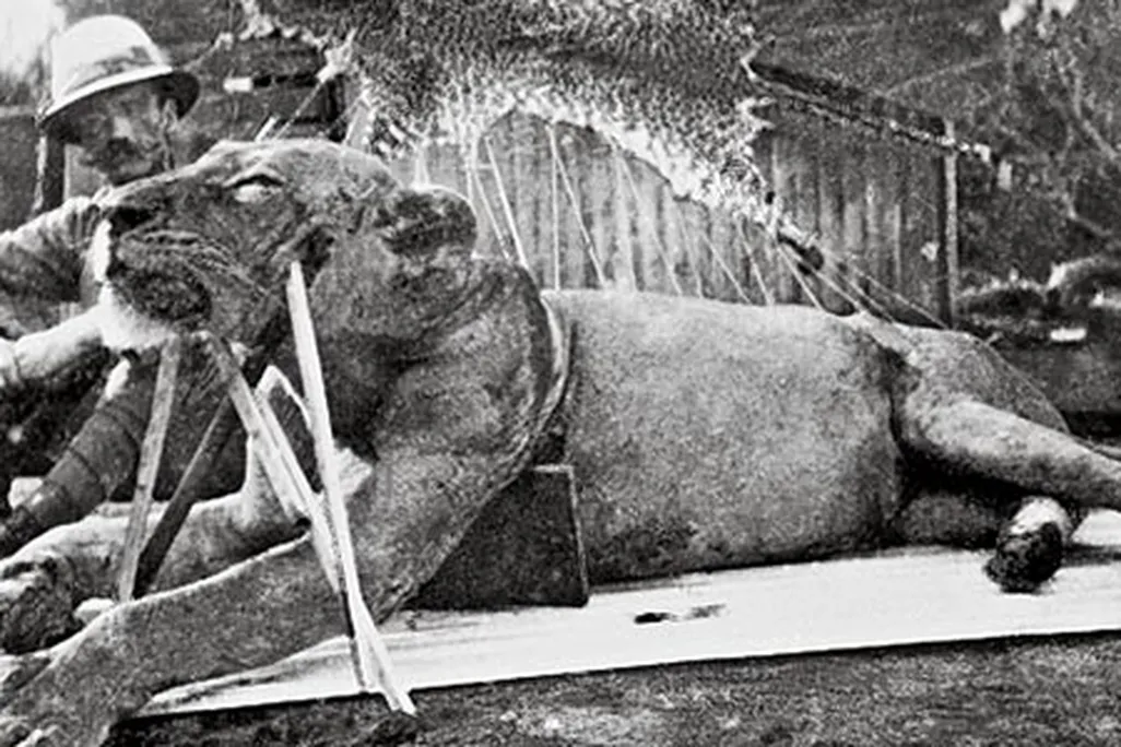 Colonel Patterson first Tsavo Lion