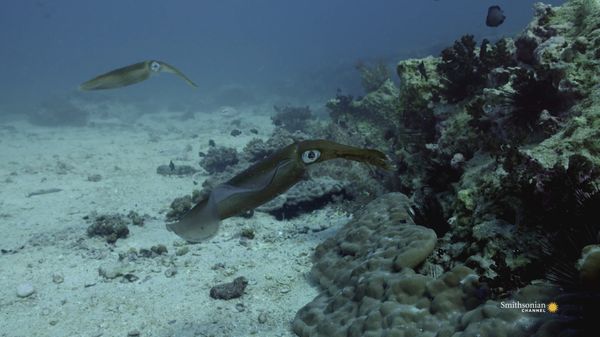Preview thumbnail for Fascinating Footage of a Reef Squid Protecting His Mate